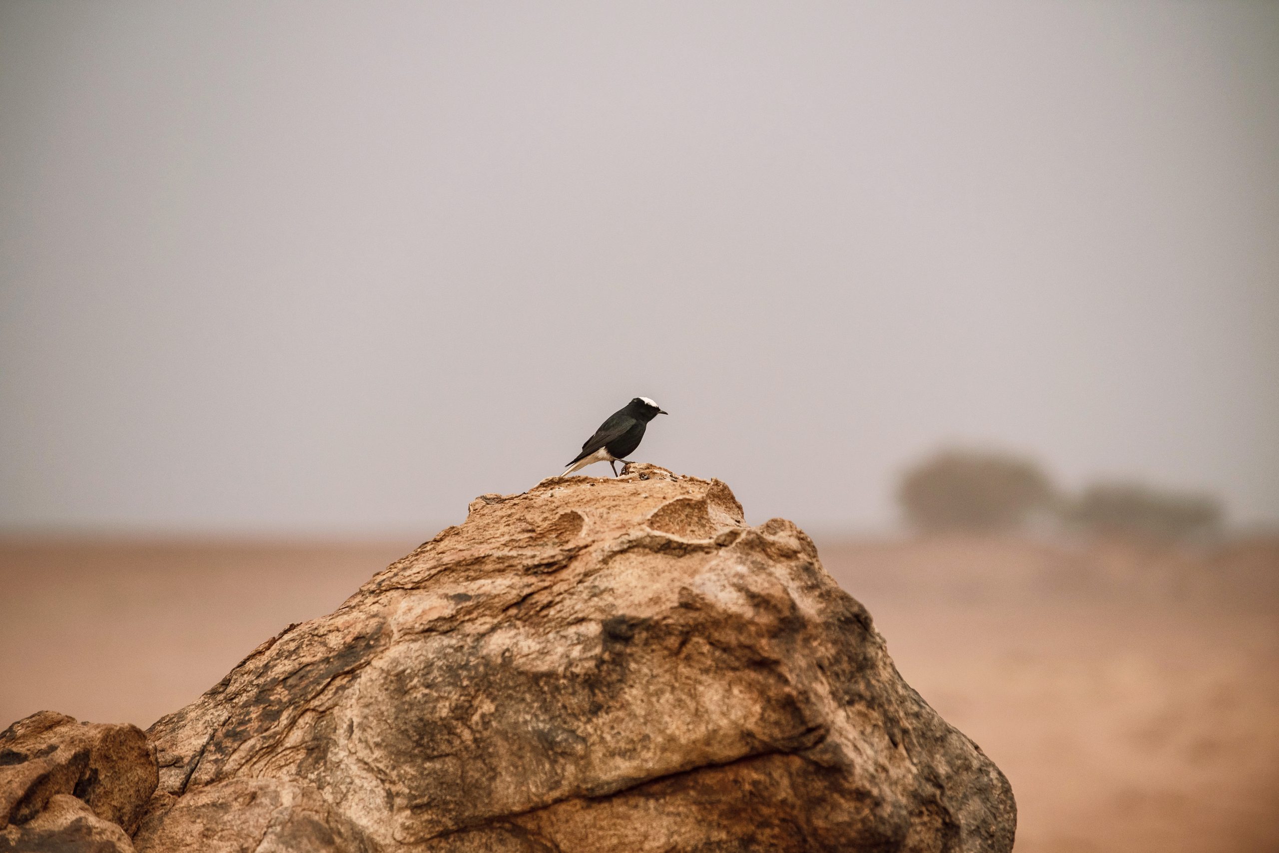 Dakar Rally 2022 in Saudi Arabian desert