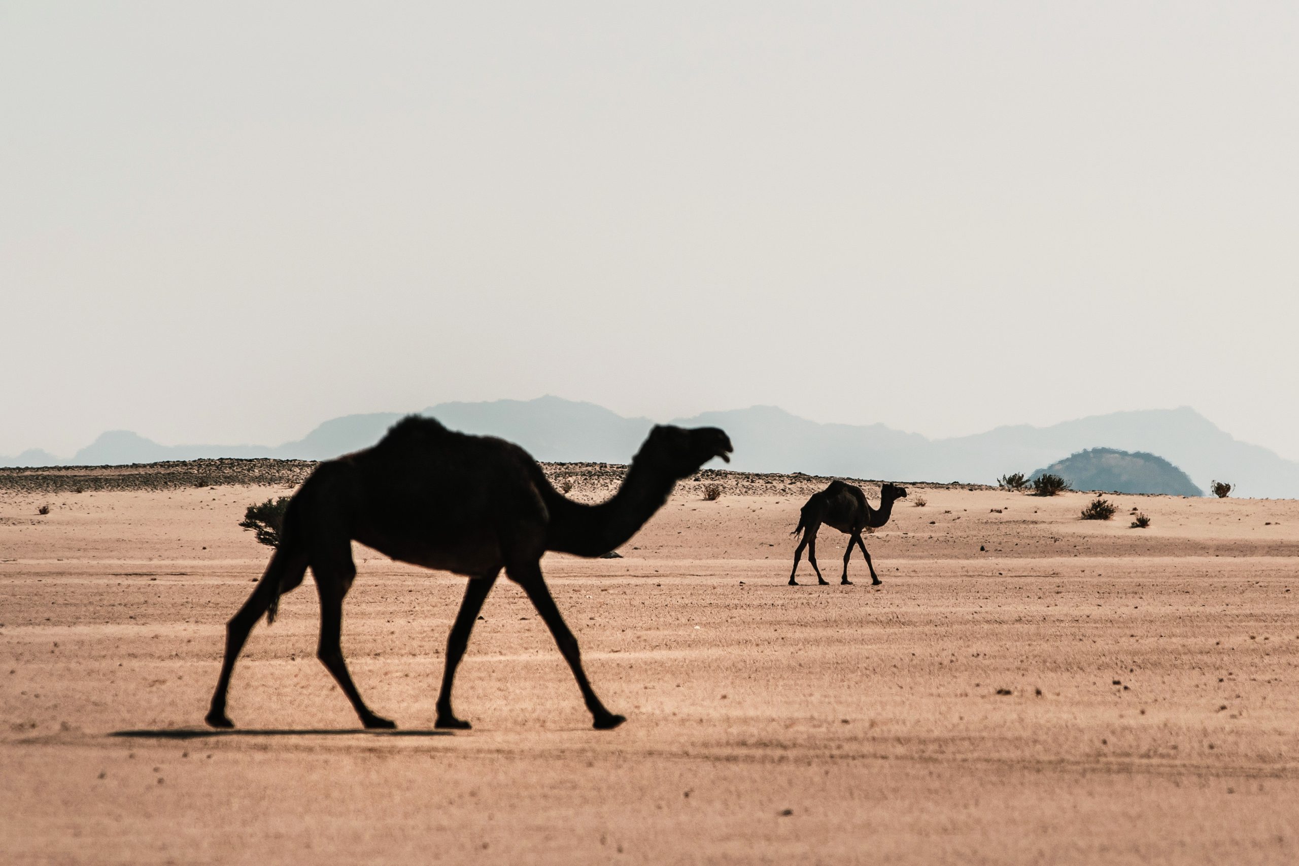 Dakar Rally 2022 in Saudi Arabian desert